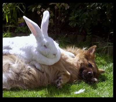 puppies and bunnies together. Big Bunny tackles Puppy. October 10, 2007 · Filed under Bunnies, 