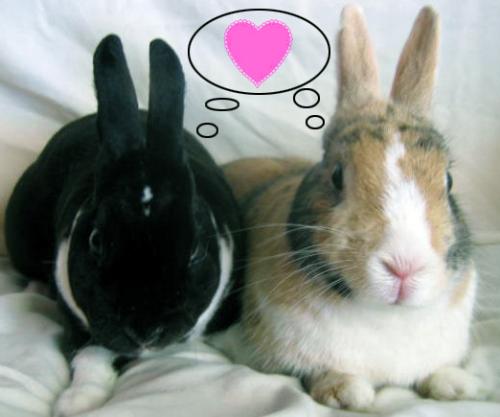 bunnies in love. Bunny Love